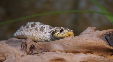 Complete Western Hognose Snake Care Guide For Beginners - Find Your Reptile - Community and ...