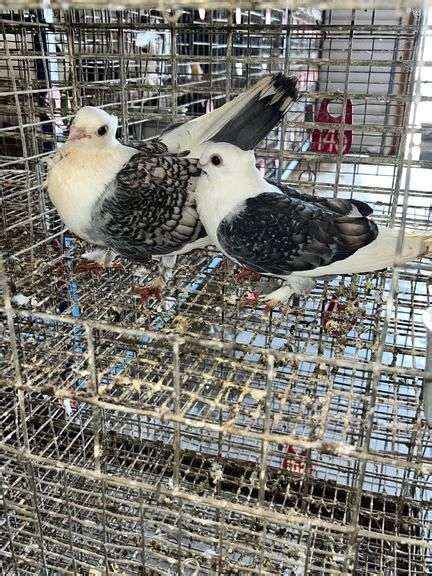 2 Satinette Classic Frill Pigeons Rogers Community Auction Inc