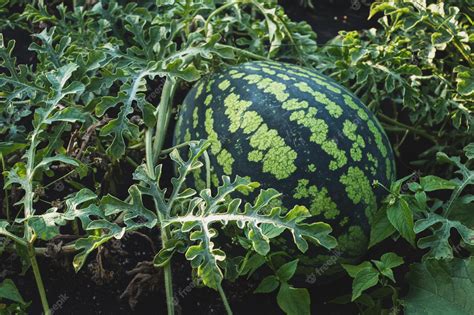 Premium Photo | Watermelon on vine watermelon growing in the garden closeup