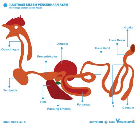 Organ Pencernaan Pada Burung