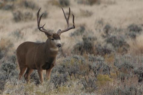 Trophy Buck Photograph by Bob Bahlmann - Fine Art America