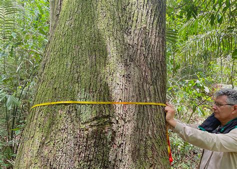 Recupera O De Florestas Manejadas Na Amaz Nia Pode Demorar Anos