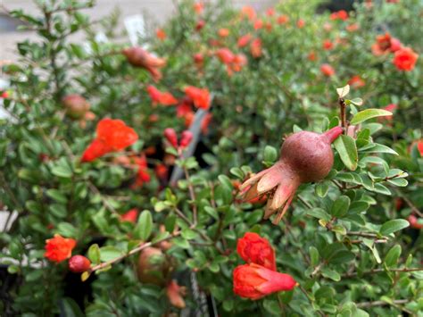 Dwarf Pomegranate Punica Granatum Nana Springvale Garden Centre