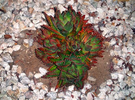 Amazing Green Red Spiked Succulent Plants Photograph By Sofia Goldberg