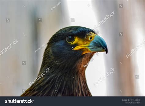 Close Foto Head Golden Eagle Stock Photo 2271408037 | Shutterstock