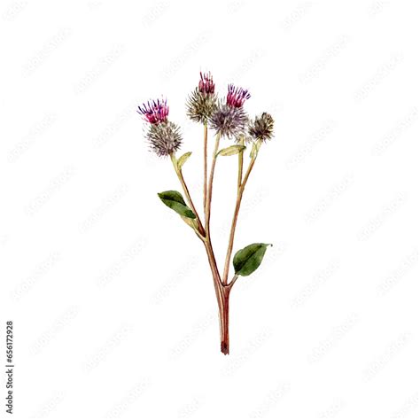 Watercolor Drawing Plant Of Greater Burdock With Leaves And Flowers