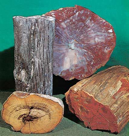 Petrified wood | Fossilization, Formation, Preservation | Britannica