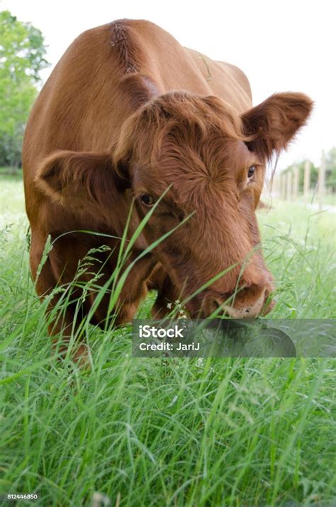 sapi makan rumput foto stok  gambar  alam anggota
