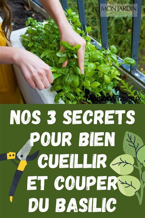 Nos 3 Secrets Pour Bien Cueillir Et Couper Du Basilic Mon Jardin Ma