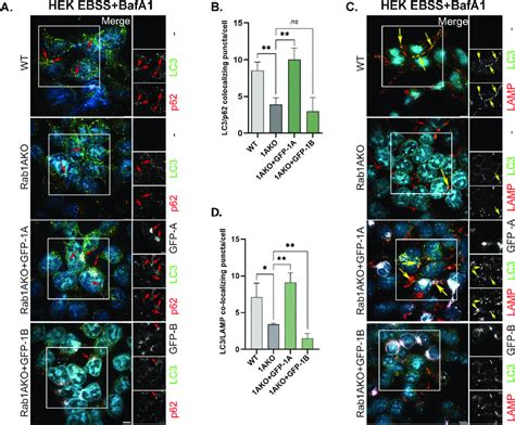 Autophagy Phenotype In Rab Ako Hek T Cells Can Be Rescued After