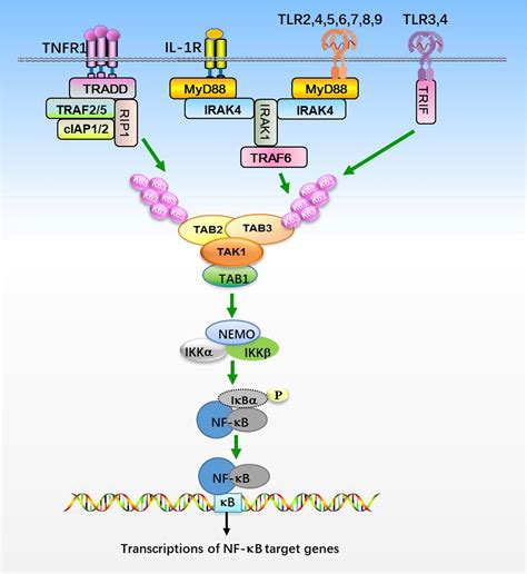 Frontiers Tak1 Tabs Complex A Central Signalosome In Inflammatory