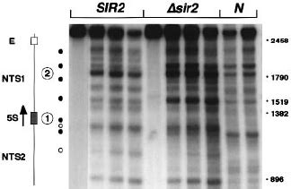 A Micrococcal Nuclease Cleavage Of Hmr A Chromatin In Sir And