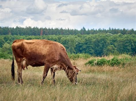 Kuh Weidet Auf Der Weide Premium Foto