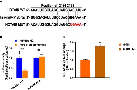 Frontiers LncRNA HOTAIR Regulates Cell Invasion And Migration In