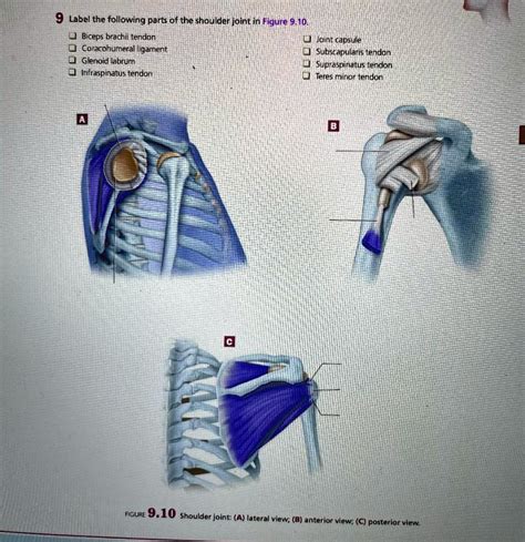 Solved Label The Following Parts Of The Shoulder Joint In Figure 910 Biceps Brachii Tendon