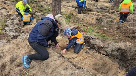 Jerichow Nimmt Kampf Gegen Das Waldsterben Auf Allein In Der Region