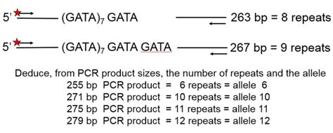 Figure 2 Example Of Analysis Of STR Assay Guidance Manual