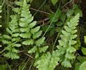 Dryopteris Cristata Crested Fern Minnesota Wildflowers