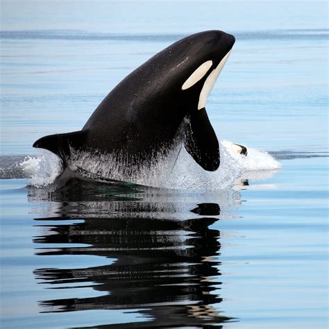 Why Do Orcas Have White Spots Unraveling Nature S Mystery Dolphinxpert