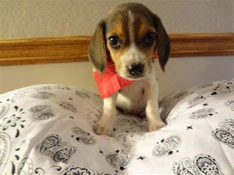 Beautiful Baby Tri Color Beagles 8 Weeks Old For Sale In Doss Missouri