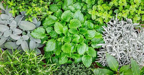 Top Outdoor Hardy Herbs To Grow In Your Garden The Arches