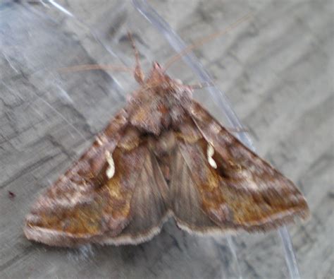 Common Looper Moth Mary Mcandrew