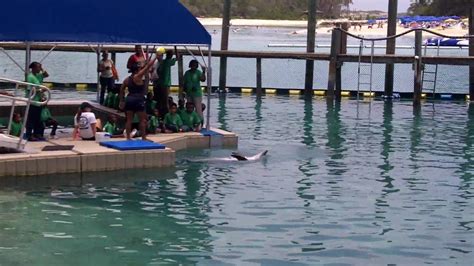 Dolphin Encounter At Blue Lagoon Island Bahamas Youtube