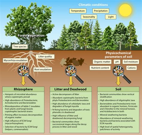 Soil Microbes Under Threat In The Amazon Rainforest Trends 49 OFF