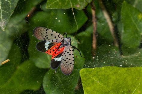 If You See It Report It The Invasive Bug Spreading Across Ohio Nbc