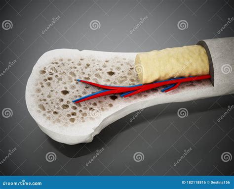 Section Of Bone Marrow Vintage Illustration 163215964