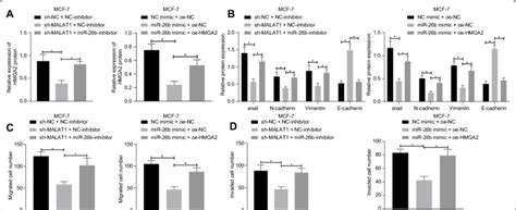 MALAT1 Can Promote EMT Migration And Invasion Of MCF 7 Cells By