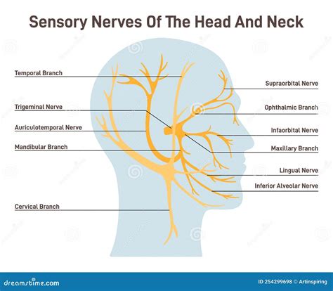 Sensory Nerves Of The Head And Neck Neural Coverage Of Human Head