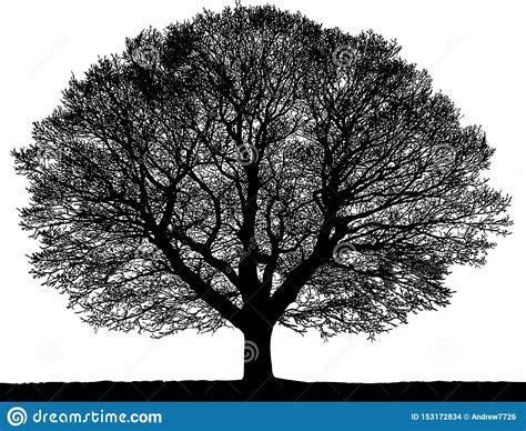 Silueta Negra De Un árbol Sin Las Hojas Stock de ilustración