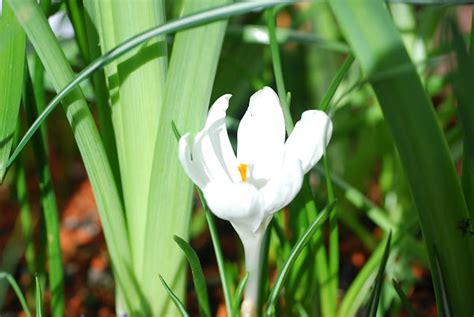 Spring Crocus Fr Hlings Krokus Project Noah