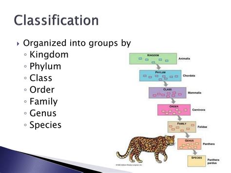 Ppt Classification Powerpoint Presentation Free Download Id 1712838