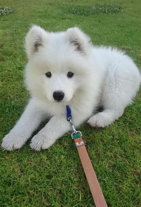 25 Photos Of Samoyeds Gorgeous Dogs That Look Like Living Teddy Bears