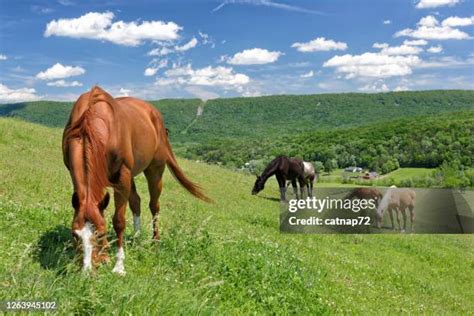 353 Green Hills Pennsylvania Stock Photos High Res Pictures And