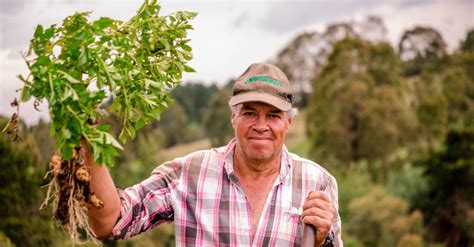 Agricultura Orgánica En Colombia Una Oportunidad