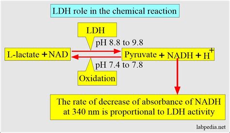 Enzymes Part 4 Creatine Kinase Gamma GT Lactate Dehydrogenase And