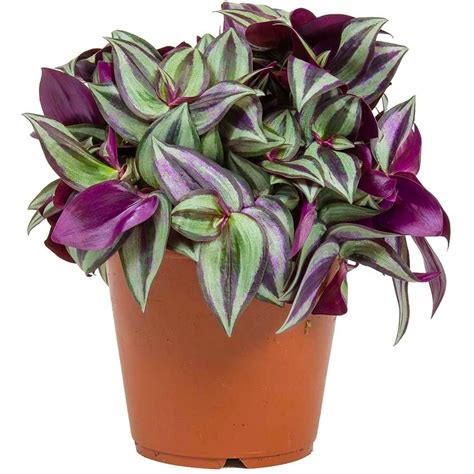 Tradescantia Zebrina Wandering Jew For Sale Free UK Delivery Over 50