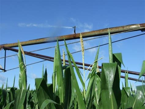 July Corn Irrigation Management Corn