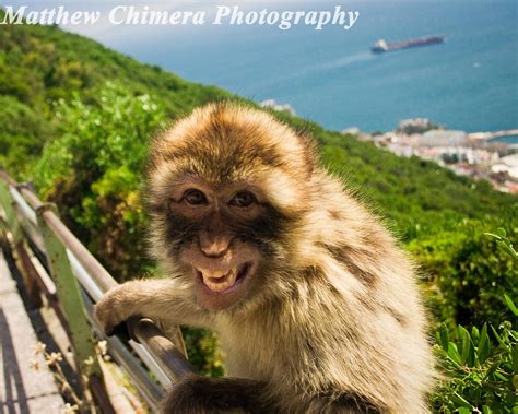 Smiling Monkey in Gibraltar Humorous Animal Photography Nature Photography - Etsy