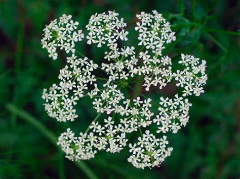 Болиголов пятнистый - AgroFlora.ru