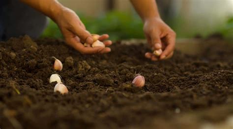 Cuándo se debe plantar ajo en el otoño