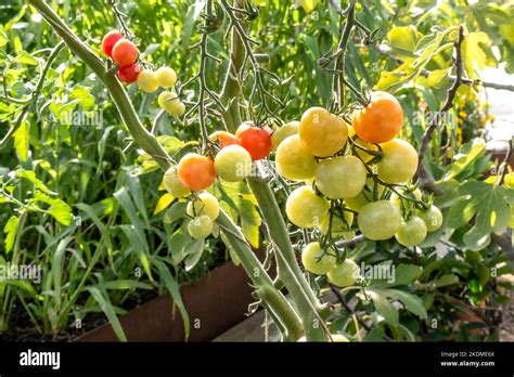 Tomato Tomatoes Crimson Cherry F1 Ripening On The Vine Blight Resistant Cherry Tomato