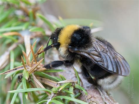 Photo 82022 Bombus Bohemicus