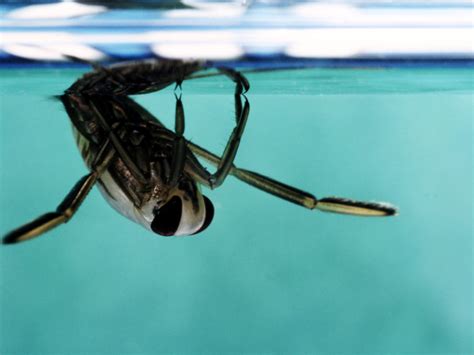 3 Ways To Get Rid Of Water Bugs In Your Pool