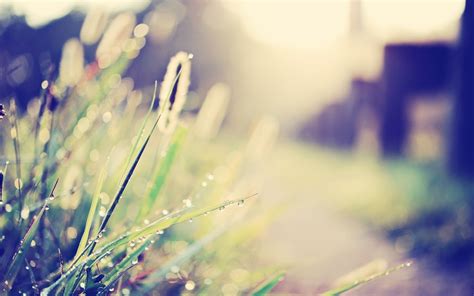 Nature Water Drops Bokeh Depth Of Field Filter Grass Macro Sunlight