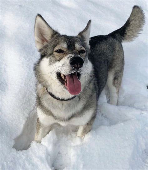 Corgi Husky Mix Horgi Owners Guide