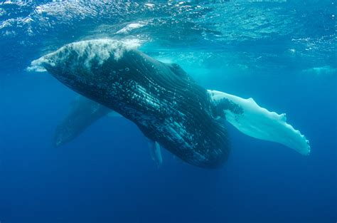 Blue Whale Photos, Download The BEST Free Blue Whale Stock Photos & HD ...